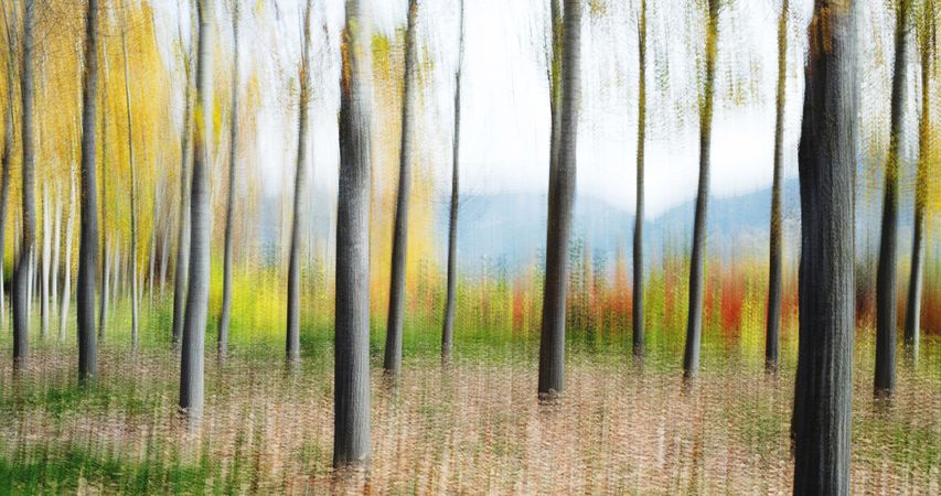 Blurred trees in forest
