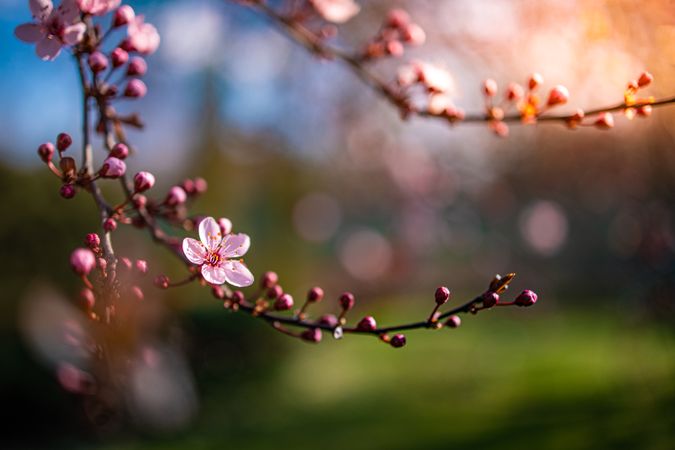 Colorful pink cherry blossom branch