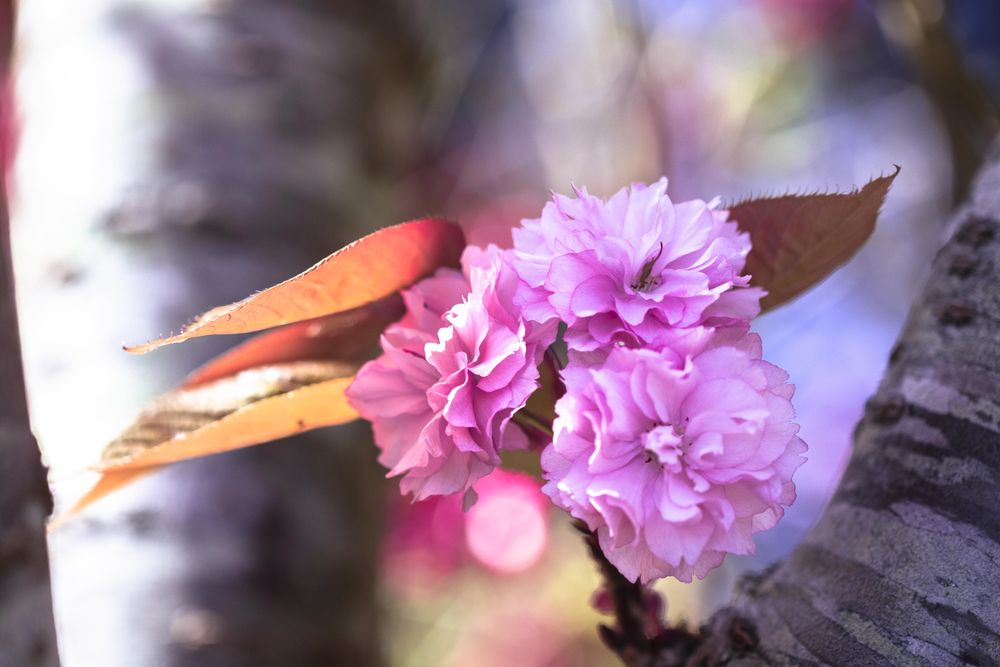 Three pink feathery flowers growing on tree
