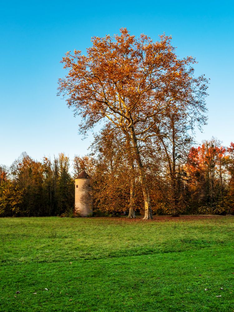 Bright autumn colors in the Vosges mountains. Alsace.
