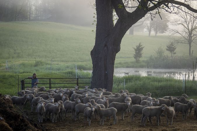 A contemporary woman shepherd looks over her flock on her farm