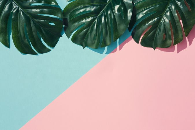 Tropical leaves on pastel pink and blue background