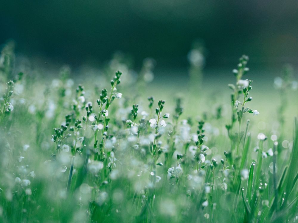 Shallow Focus Photo of Delicate Flowers