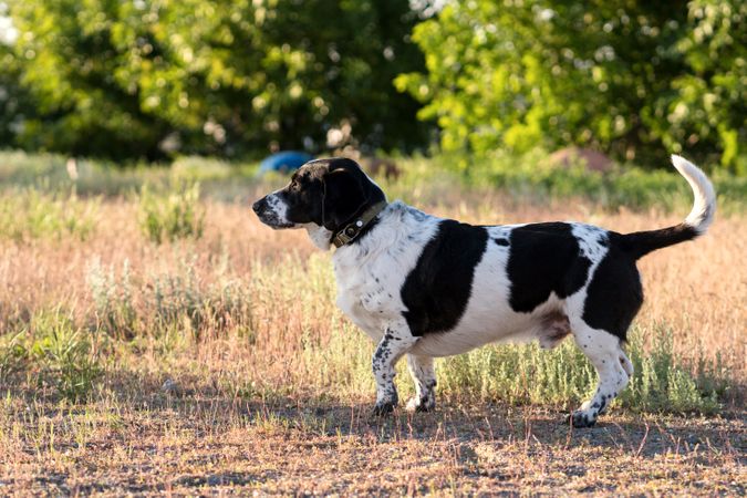 Hound alert and standing in a sunlit field.