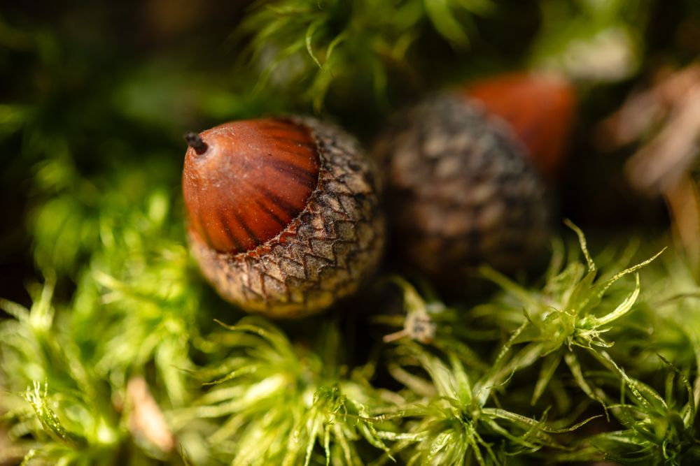 Close up of acorn