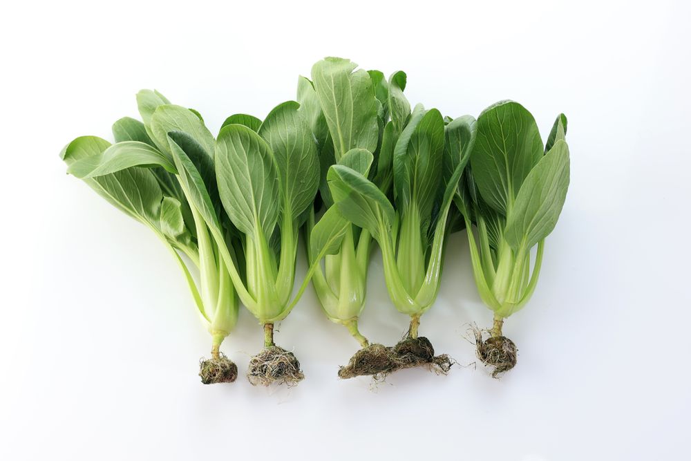 Fresh Bok Coy with Roots