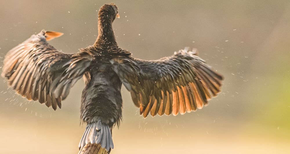 Brown duck flying