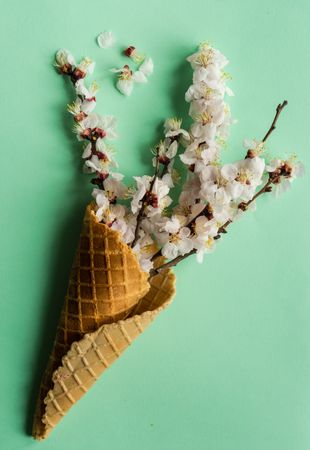 Spring floral concept with apricot blossom in waffle cone on green background