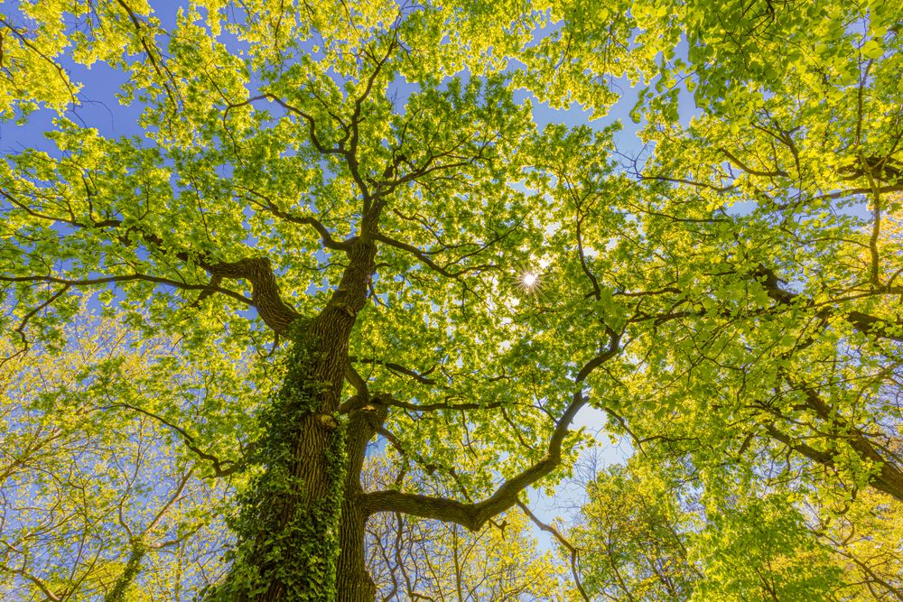 Shot looking up at green forest on bright day