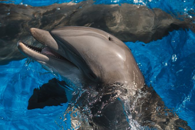 Smiling grey dolphin chilling in pool
