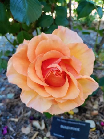 Tangerine rose with leaves