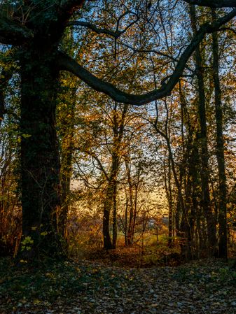 Bright autumn colors in the Vosges mountains. Alsace.