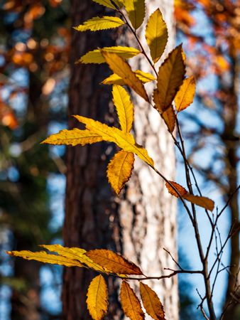 Bright autumn colors in the Vosges mountains. Alsace.