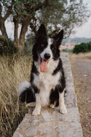 Senior Border Collie sitting on road against blurred dry grass