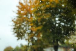 Drops on the glass, autumn trees with rain on the background