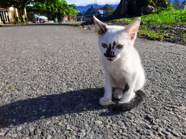 Kitten with Unique Markings Sitting on Pavement