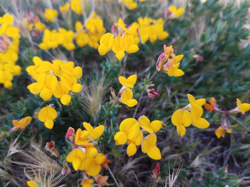 Yellow lotus-corniculatus, selective focus