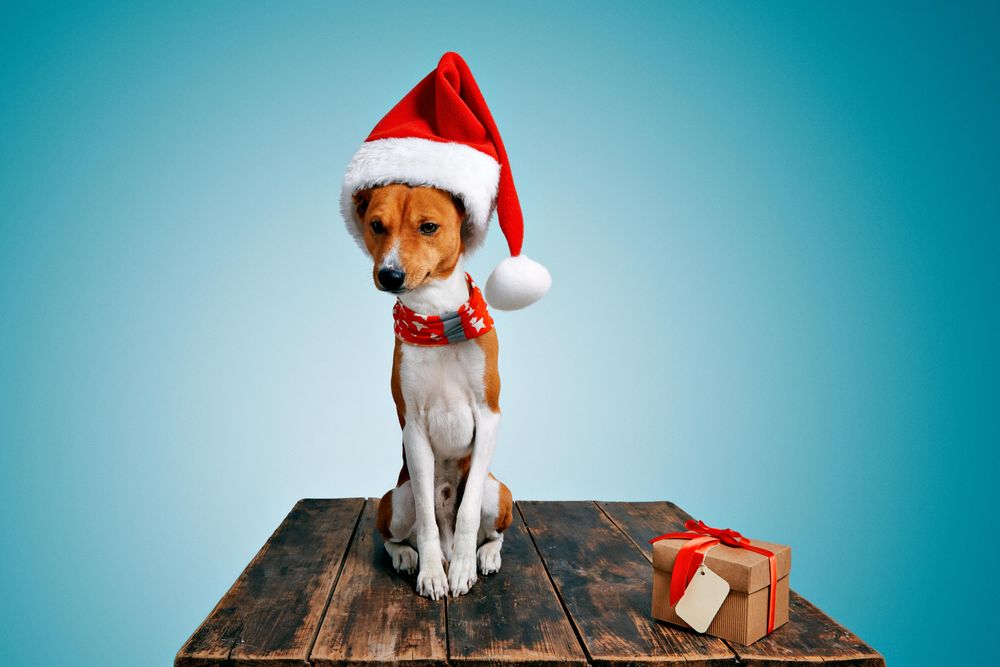 Dog in festive Santa hat and scarf sitting on wooden table with present