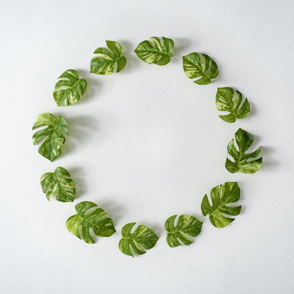 Circle of monstera leaves on light background