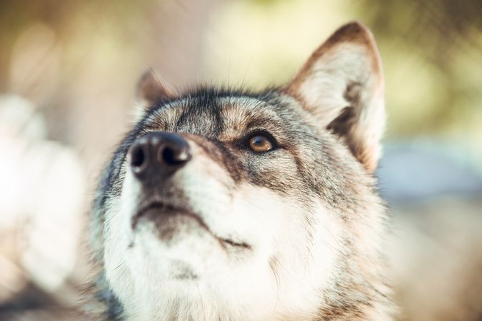 Wolf on hill near stones and snow