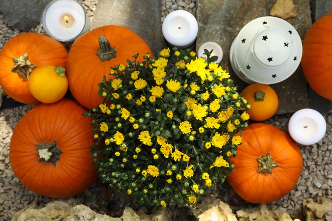 Cozy autumn concept with pumpkins outdoor, top view