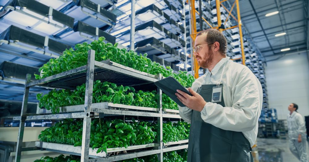 Agricultural Scientist Standing in a Hall in a Vertical Farm Production Space Next to Rack with Freshly Grown Plants.