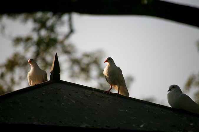 Doves perched on bird house at dusk