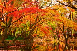 Autumnal forest