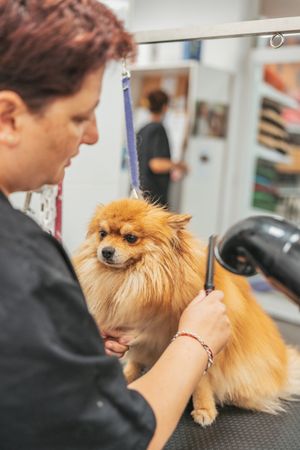 Crop groomer cutting fur of small dog