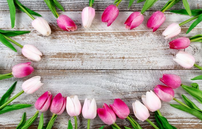 Circle of Tulips on rustic wooden background
