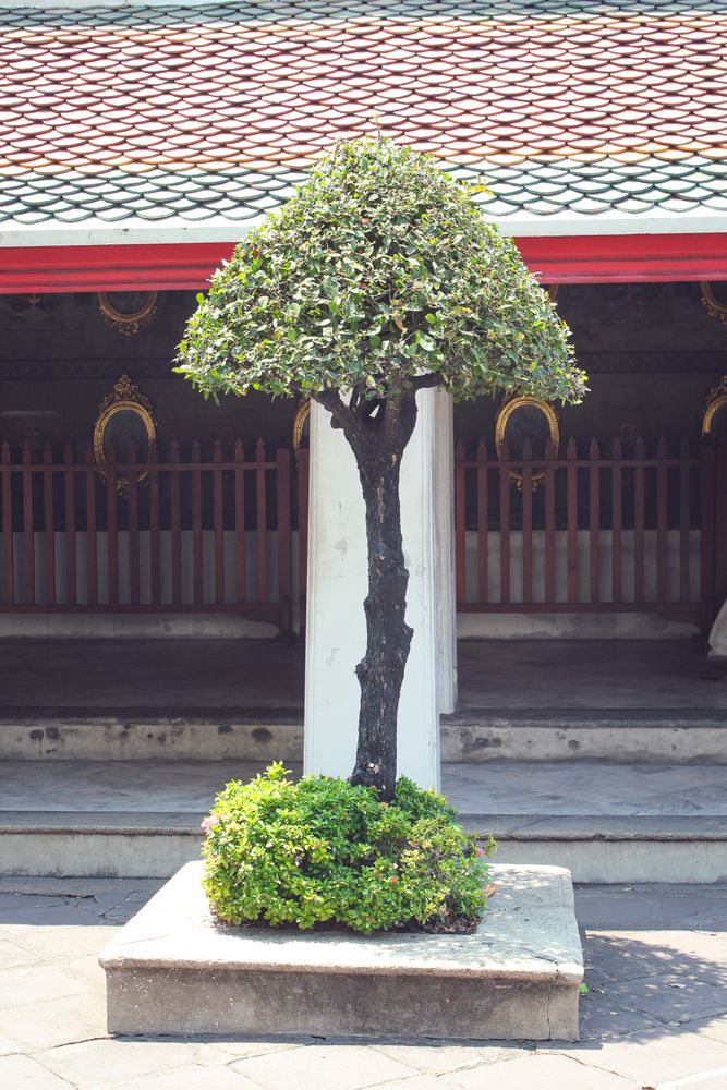Decorative tree is on Asian town