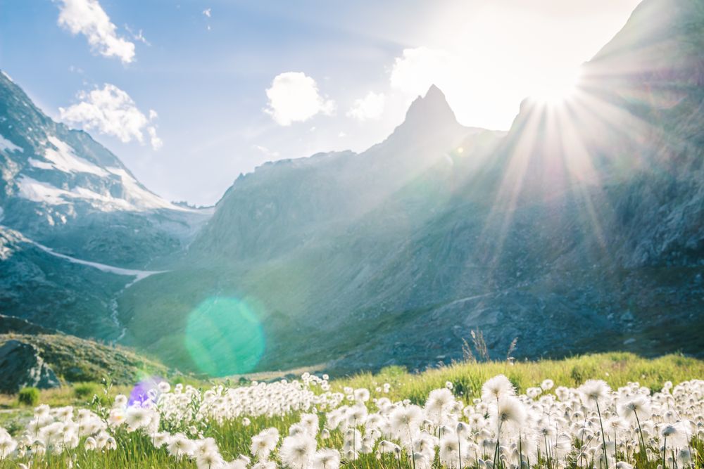 Fluffy dandelions on lawn in sunlight of rocky mountains under bright sky