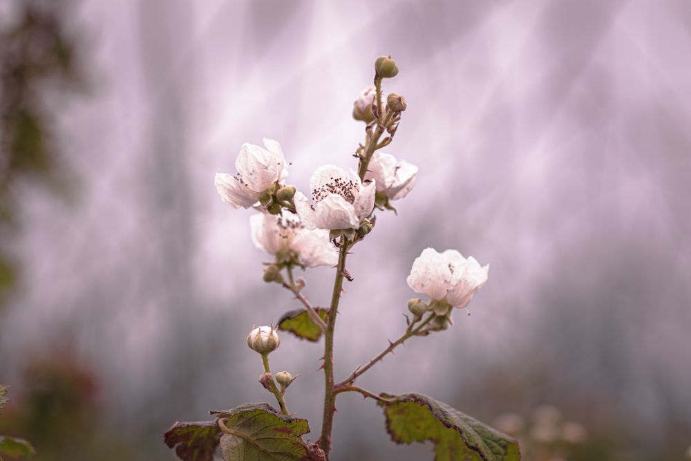 Small flowers on dry stem growing outside on bright background