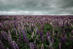 Majestic view of field with blooming Lupine flowers in New Zealand