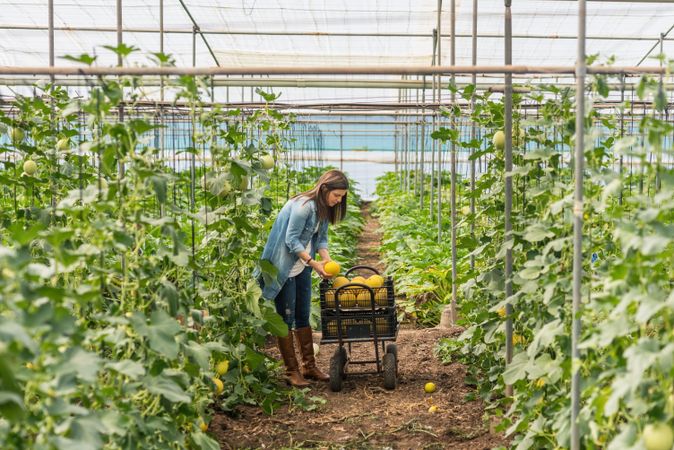Farmer harvesting ripe melons in greenhouse