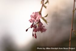 Feathery pink cherry blossom flowers and bud 0JLPw4