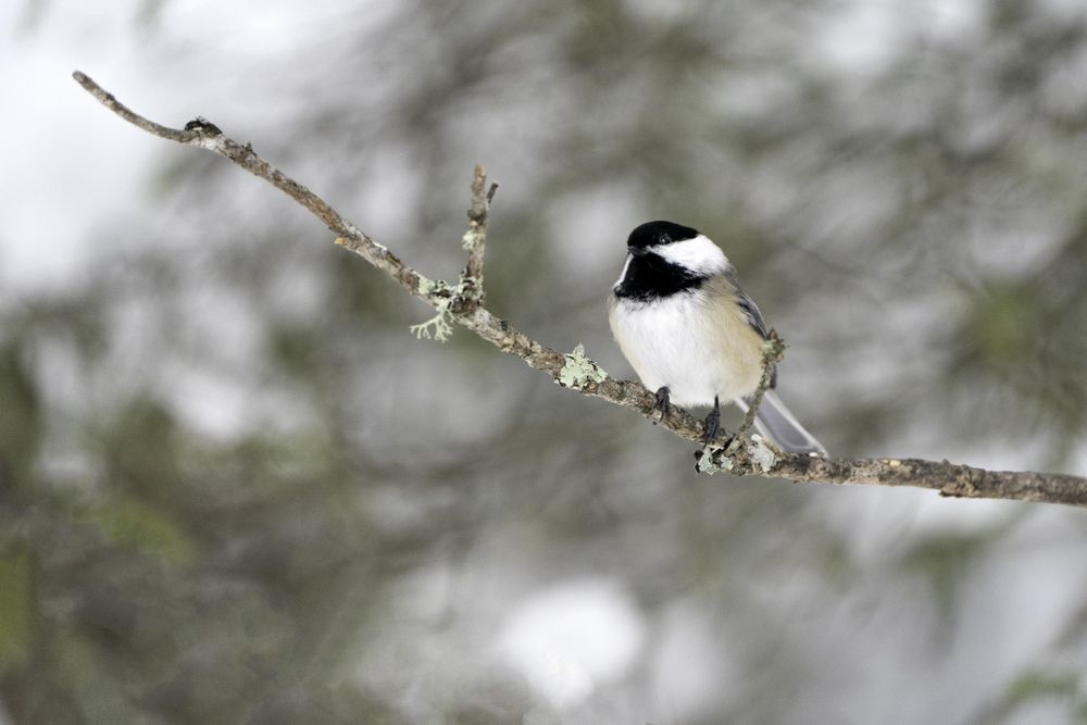 A chickadee perching on a branch