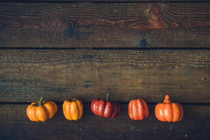 Row of different shades of mini pumpkins