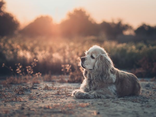 Funny dog lying on ground between plants