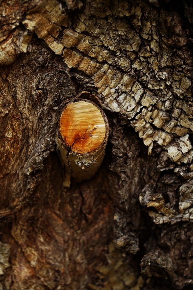 Part of cut branch on tree trunk