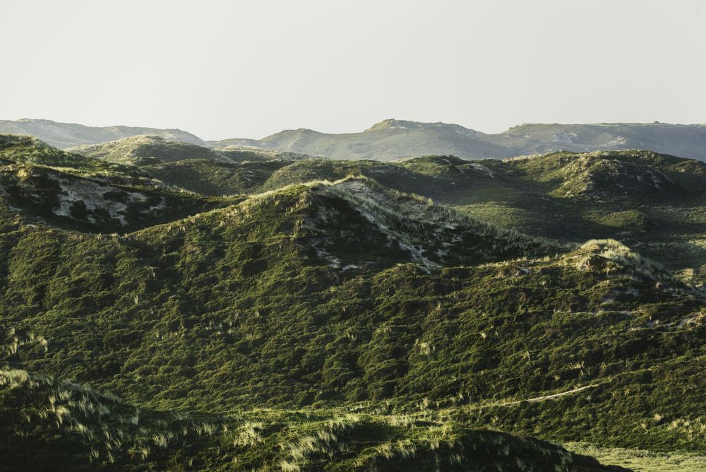 Dunes covered with moss and grass