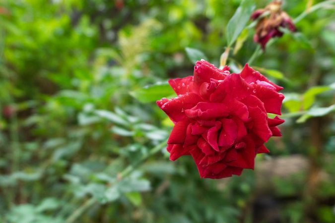 the beauty flower of rose