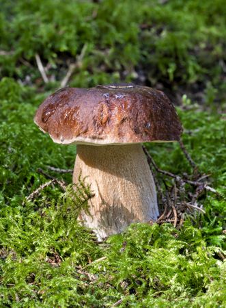 Wild edible mushroom, boletus, minimalist against the green moss