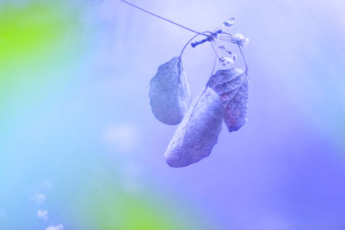 Tender dry leaves in blue light effect