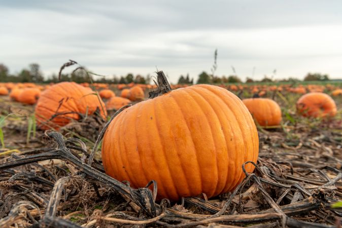 Ripe pumpkins close-up, on the field in October, in Stuttgart, Germany