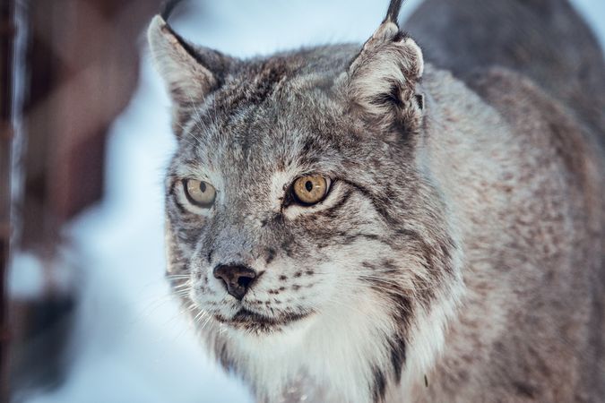Lynx on hill near stones and snow