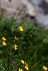 Yellow wildflowers with blurred background.