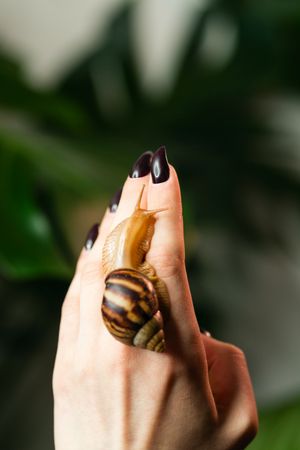 Snail Achatina on woman's manicured hand