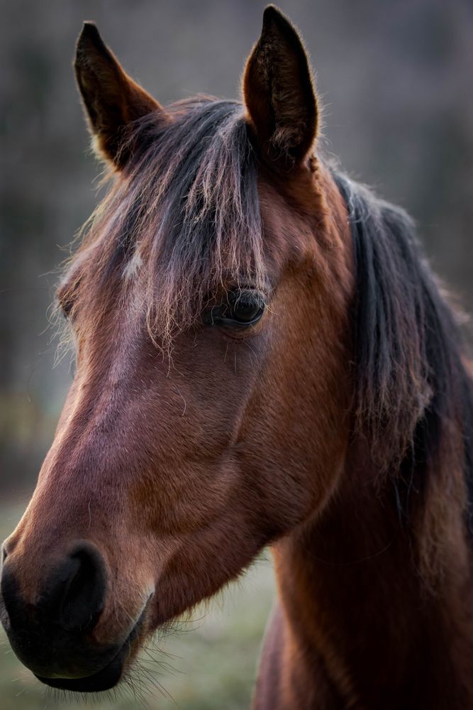 Brown horse looking side in close-up