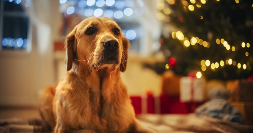 Cute Purebred Golden Retriever Enjoying the Warmth Inside on a Winter Snowy Night
